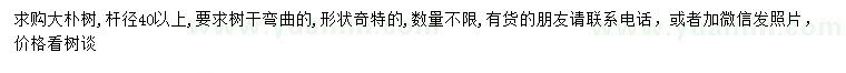 求購40公分以上樸樹