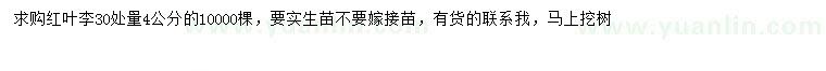 求購30量4公分紅葉李