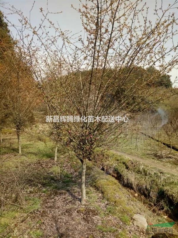 垂絲海棠1最新價(jià)格/垂絲海棠1報(bào)價(jià)