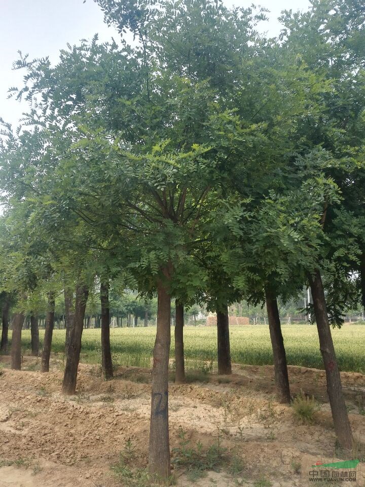 30公分合歡樹價格  合歡樹市場行情 合歡樹種植基地