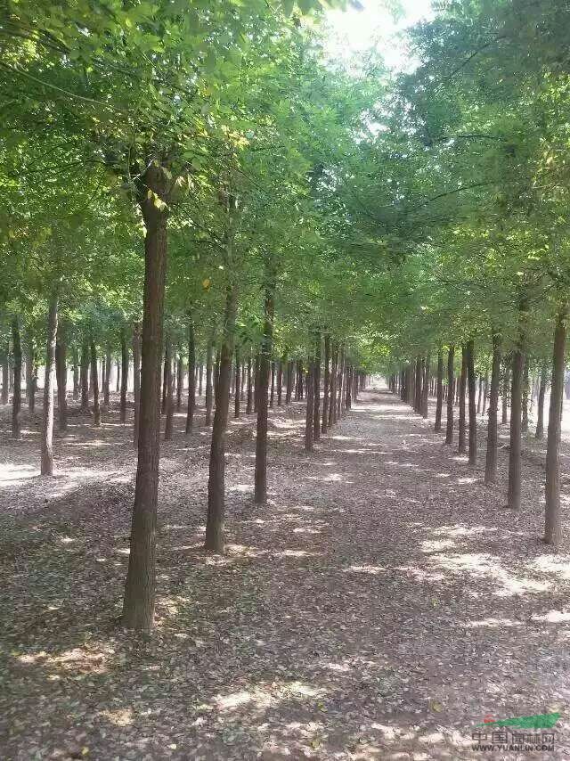 發(fā)冒大皂角40公分皂角樹價格  大皂角供應(yīng)基地 皂角小苗  