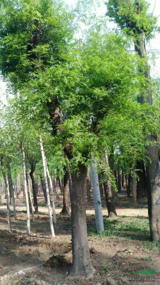 處理國(guó)槐小苗  國(guó)槐種子價(jià)格  國(guó)槐種植基地