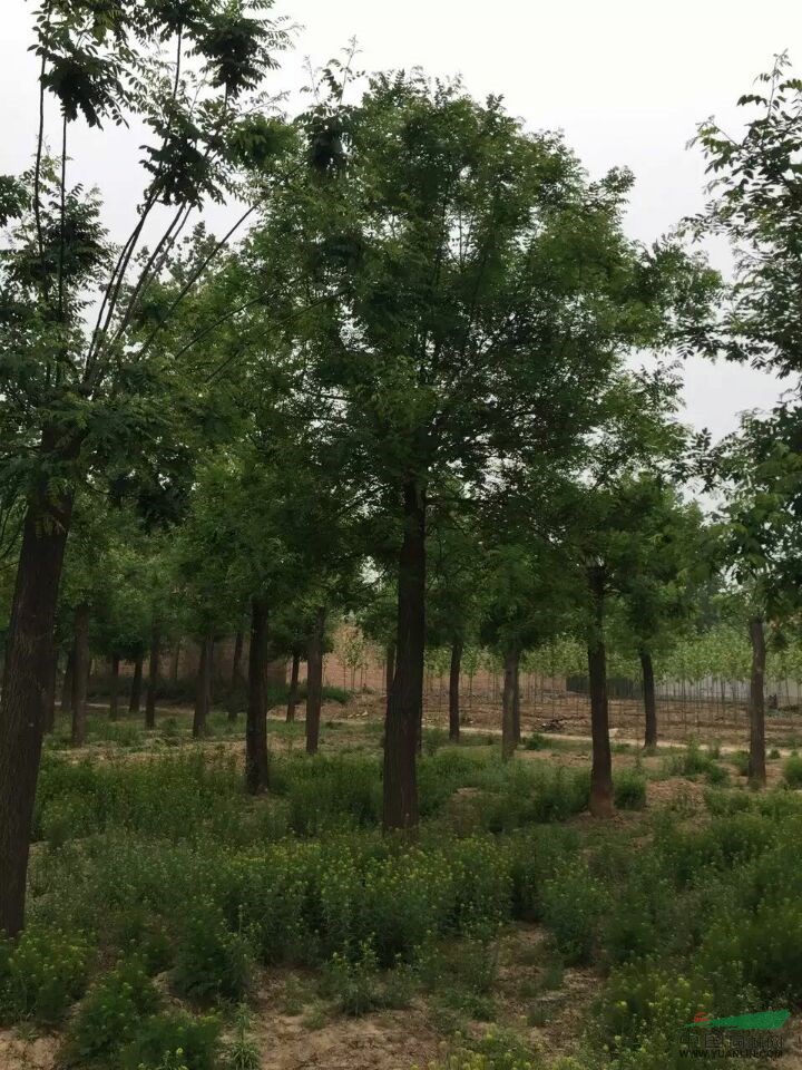 1米直徑國(guó)槐樹種植基地及市場(chǎng)行情 老國(guó)槐價(jià)格