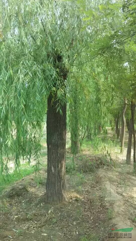 40公分垂柳價(jià)格  垂柳種植基地及市場(chǎng)行情