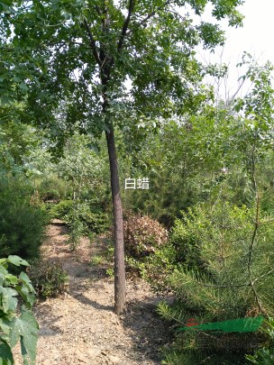 白蠟