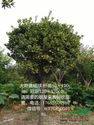 大葉黃楊球