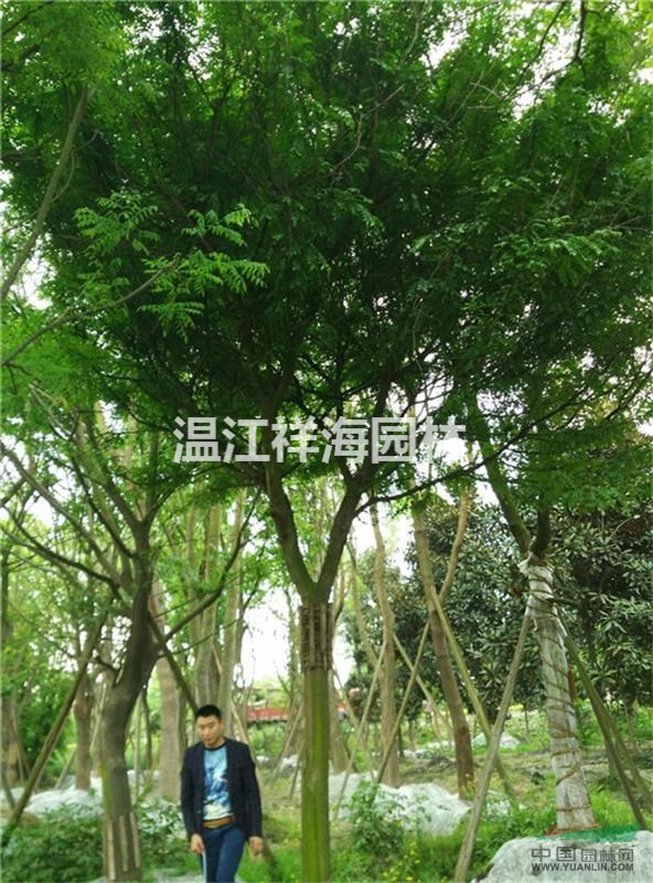 祥海園林基地批發(fā)供應(yīng)各規(guī)格大皂角，皂莢樹，規(guī)格齊全 價(jià)格實(shí)惠