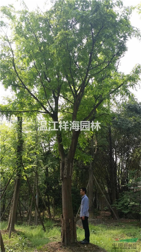 祥海園林基地批發(fā)供應(yīng)各規(guī)格大皂角，皂莢樹，規(guī)格齊全 價(jià)格實(shí)惠