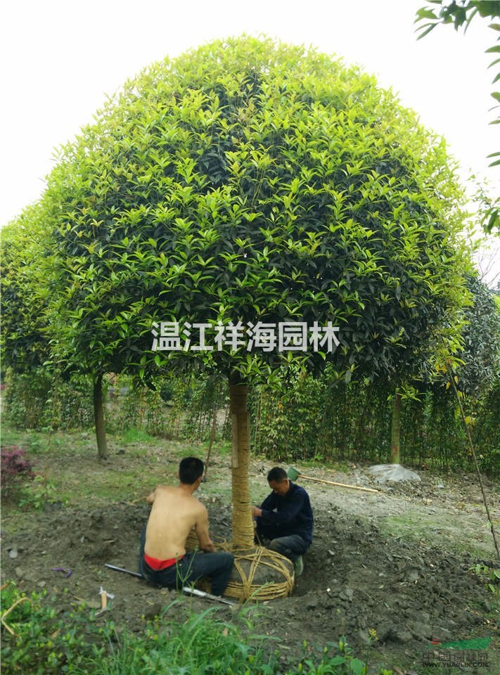 祥海園林基地直銷四川精品高桿桂花，規(guī)格齊全，價格實惠