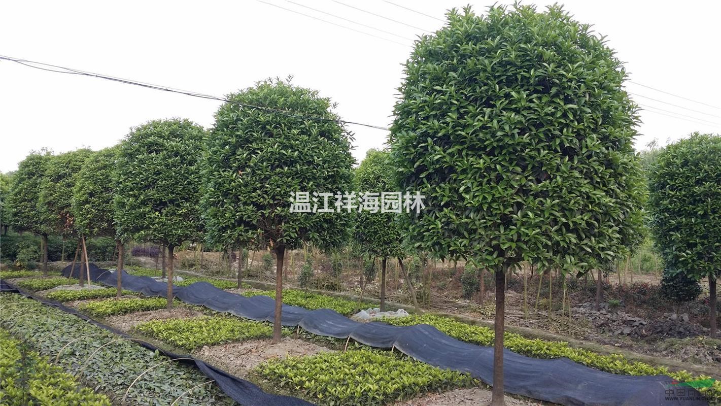 祥海園林基地直銷四川精品高桿桂花，規(guī)格齊全，價格實惠