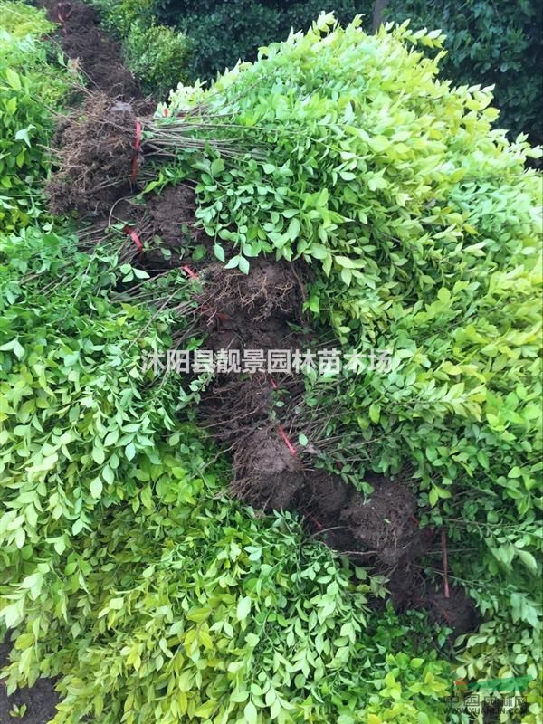 耐寒金叶水腊苗 金叶水腊50公分高 金叶水腊绿篱苗