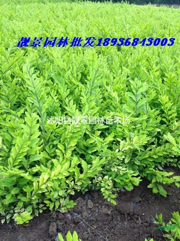 耐寒金叶水腊苗 金叶水腊50公分高 金叶水腊绿篱苗