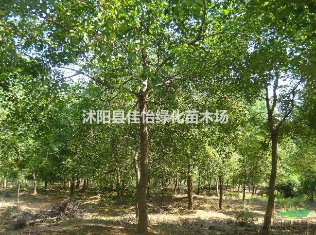 烏桕樹苗  烏桕小苗 烏桕苗圃 烏桕樹基地 園林綠化小區(qū)綠化