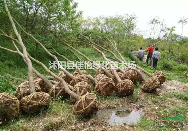 烏桕樹苗  烏桕小苗 烏桕苗圃 烏桕樹基地 園林綠化小區(qū)綠化