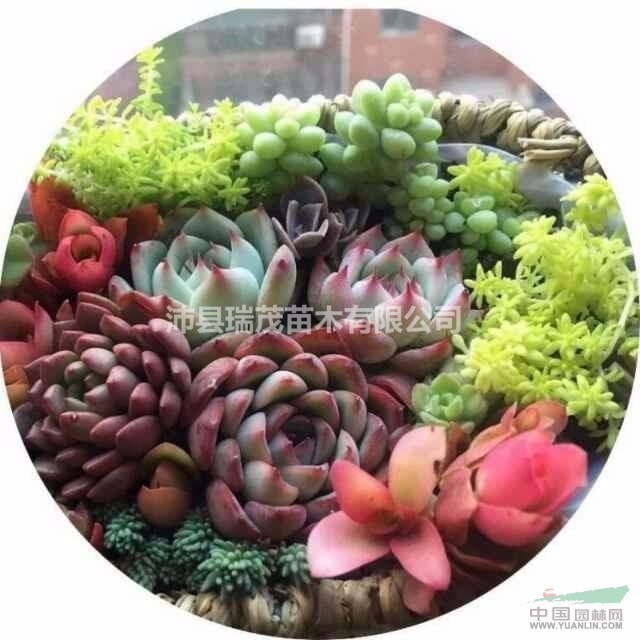 女雛  白鳥 虹之玉  黑王子  黃麗  黃金萬年草 觀音蓮