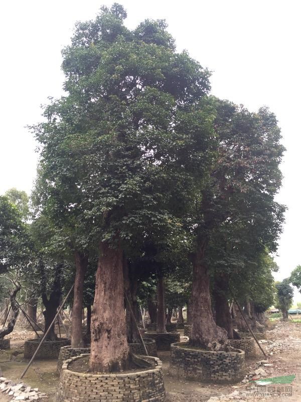 大量低价供应秋枫重阳木