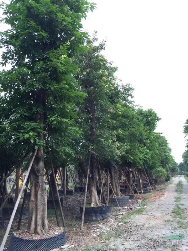 大量出售大规格小叶榕  大叶榕 高山榕等大规格苗木