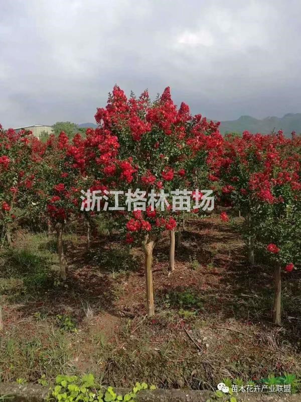 紫薇紫薇价格