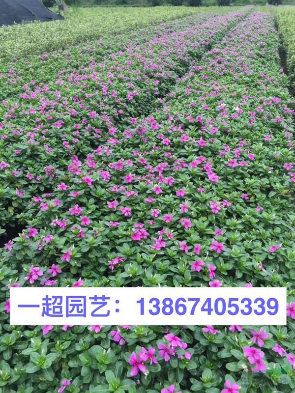 長(zhǎng)春花 長(zhǎng)春花小杯/精品長(zhǎng)春花基地直銷