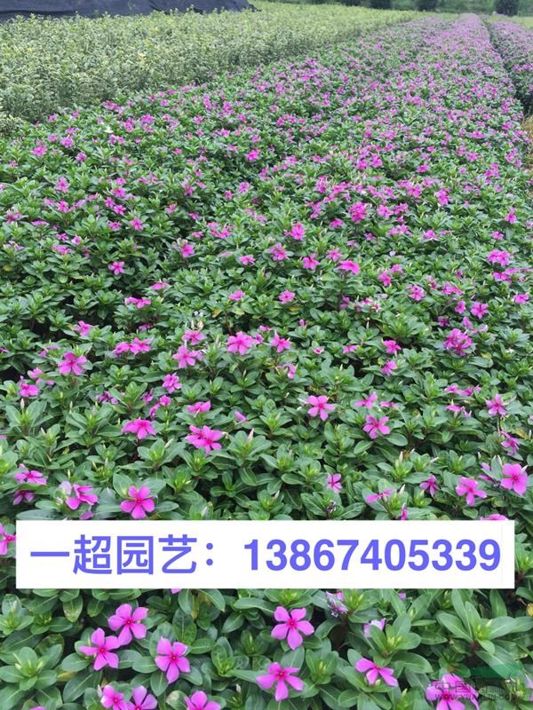 長(zhǎng)春花 長(zhǎng)春花小杯/精品長(zhǎng)春花基地直銷