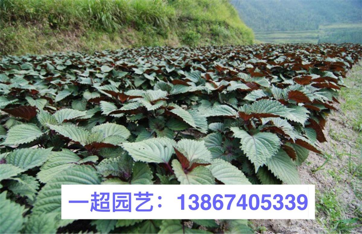 紫蘇 優(yōu)質(zhì)紫蘇批發(fā)