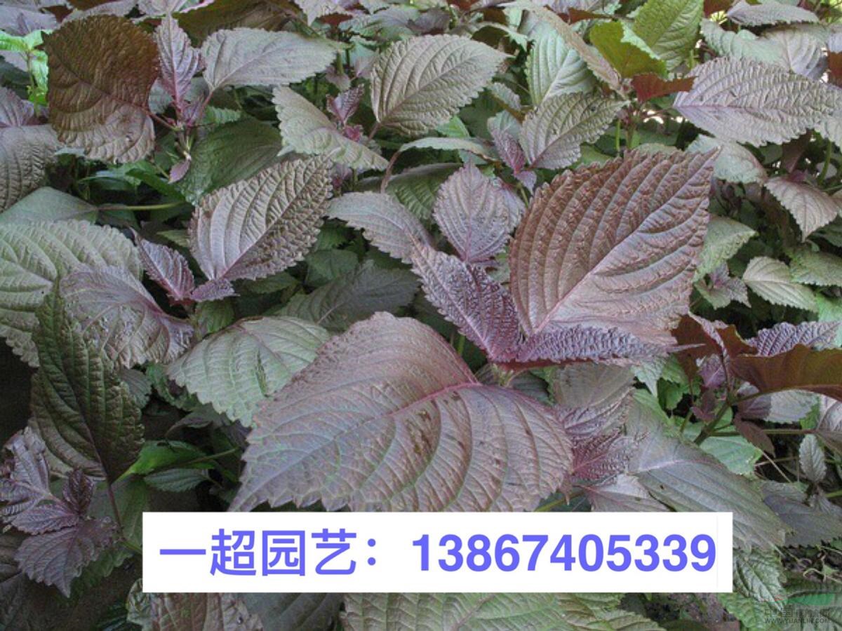 紫蘇 優(yōu)質(zhì)紫蘇批發(fā)