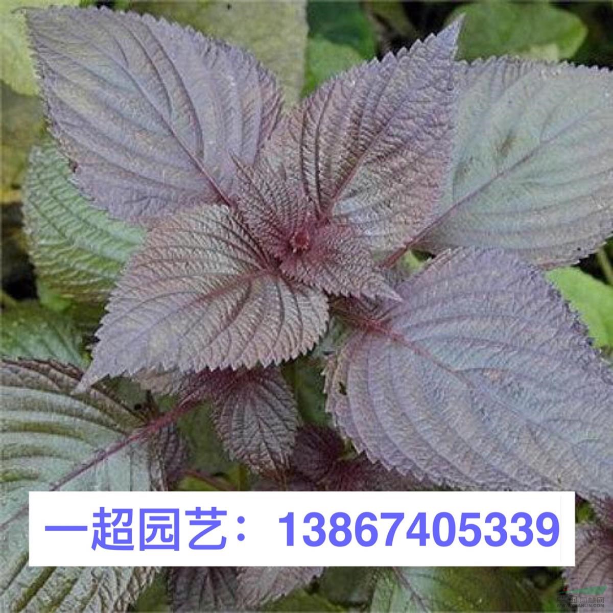 紫蘇 優(yōu)質(zhì)紫蘇批發(fā)