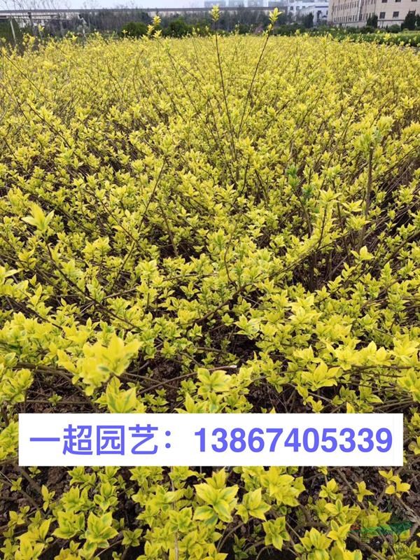 黃金露 精品黃金露小苗 黃金露大杯 黃金露批發(fā)