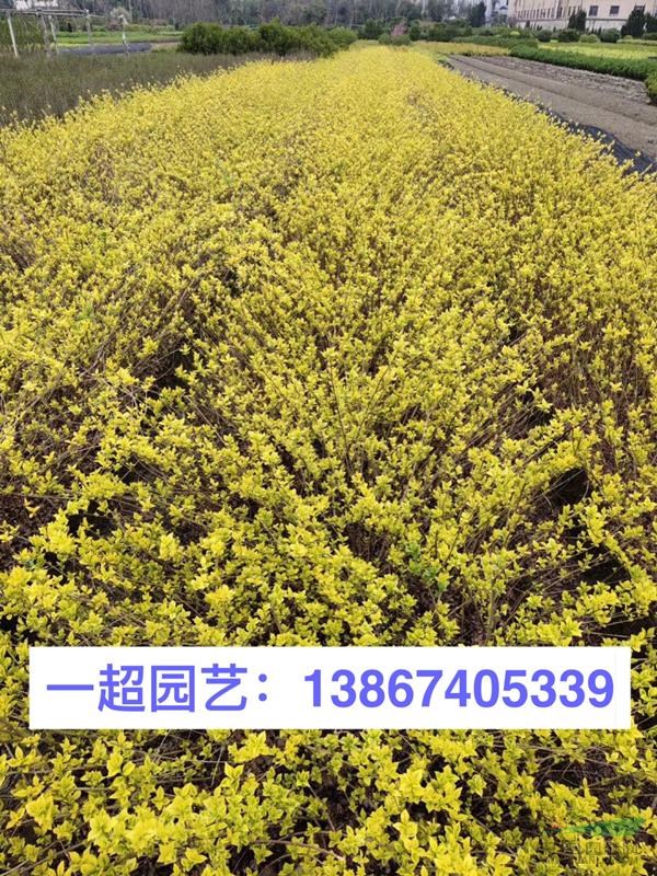 黃金露 精品黃金露小苗 黃金露大杯 黃金露批發(fā)