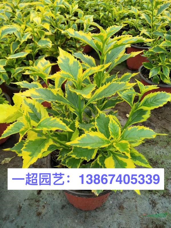 黃金露 精品黃金露小苗 黃金露大杯 黃金露批發(fā)