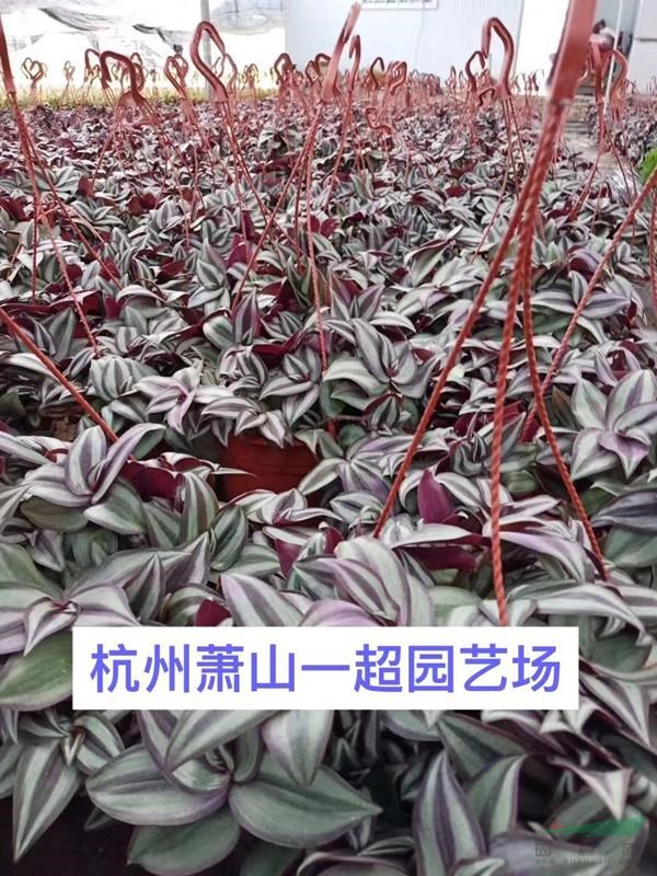 吊竹梅 吊竹梅價格 吊竹梅批發