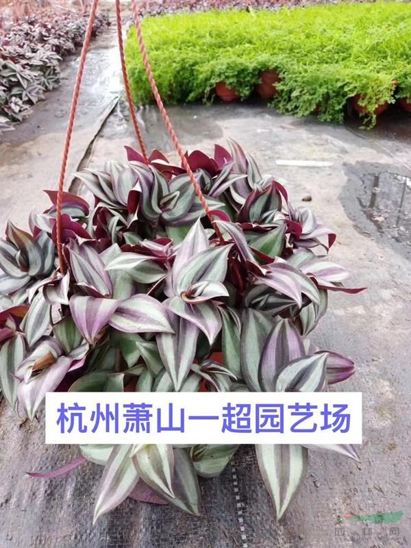 吊竹梅 吊竹梅價格 吊竹梅批發