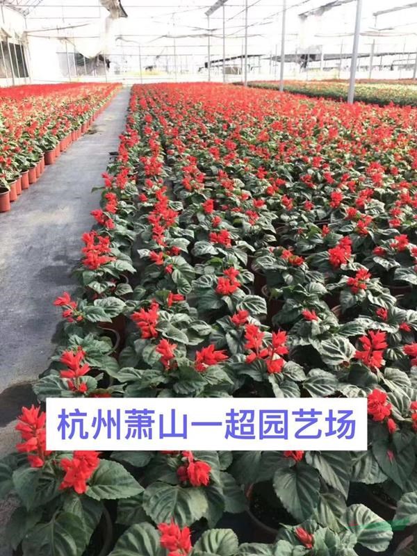 一串紅 一串紅盆栽 一串紅小杯苗 一串紅大杯 一串紅基地