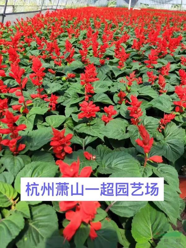 一串紅 一串紅盆栽 一串紅小杯苗 一串紅大杯 一串紅基地