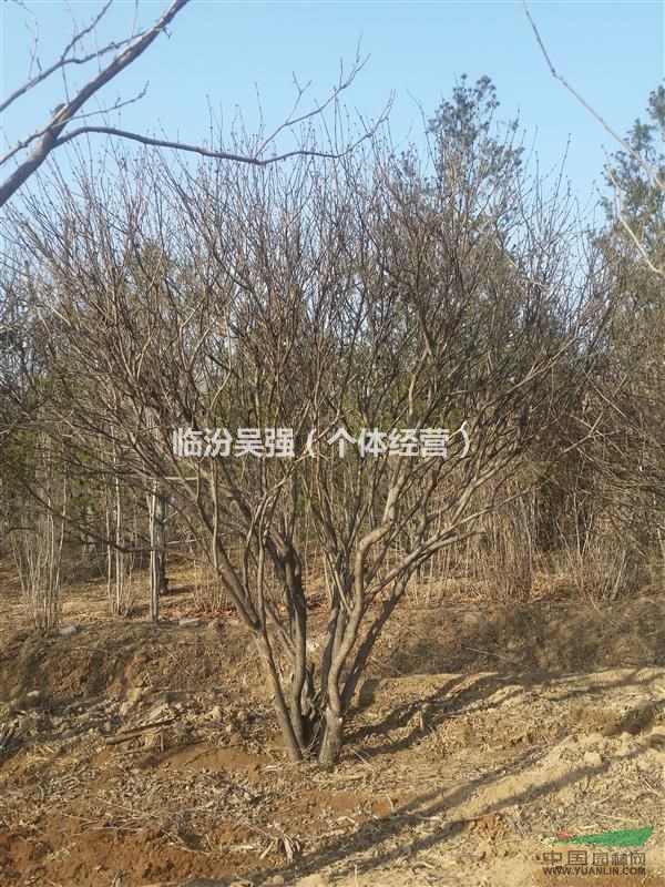 紫丁香