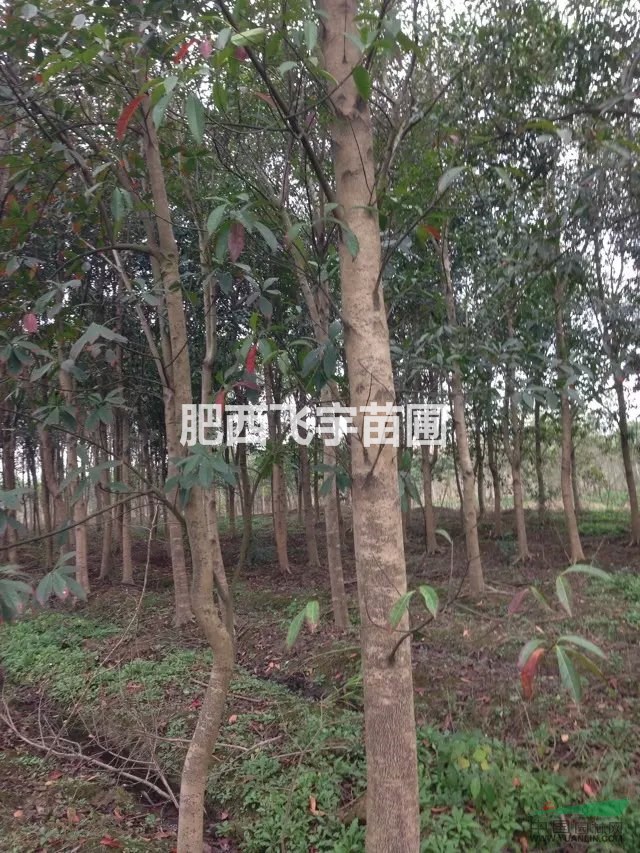 重阳木 枫香 杜英 精品苗销售