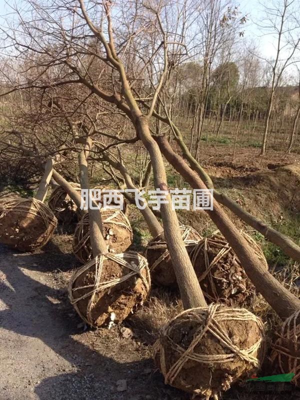 桂花 烏桕 香樟 精品苗銷售