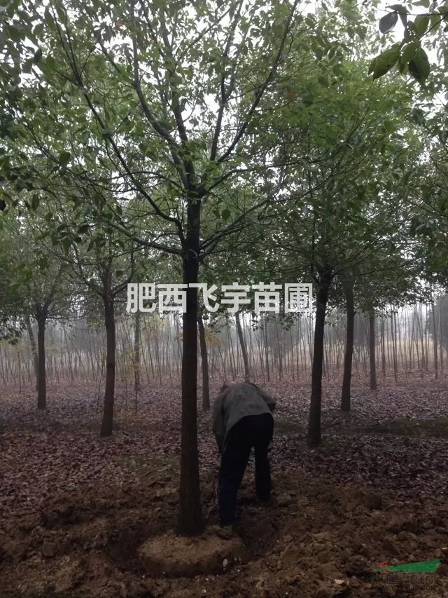 桂花 烏桕 香樟 精品苗銷售