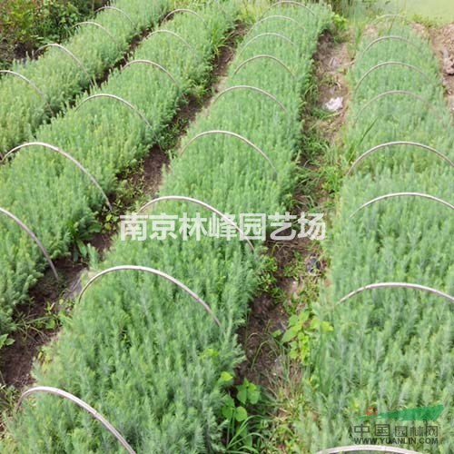 雪松價(jià)格表/南京雪松價(jià)格表