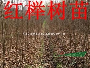 江蘇供應(yīng)米徑15公分紅櫸樹，15公分紅櫸樹多少錢