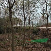 河南烏桕基地，河南烏桕價(jià)格，河南烏桕價(jià)格多少錢(qián)