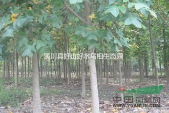 信陽低價供應(yīng)優(yōu)質(zhì)馬褂木，10公分馬褂木多少錢？