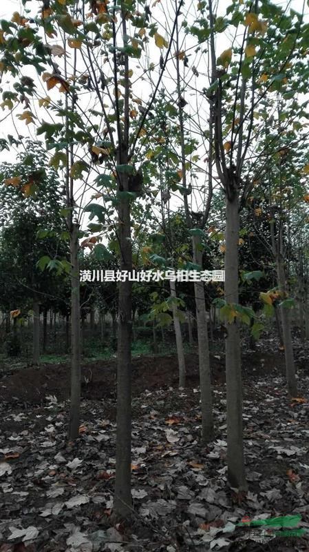 河南馬褂木，河南馬褂木價(jià)格，河南馬褂木價(jià)格多少錢
