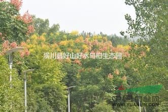 2016年欒樹▏欒樹價格▏欒樹多少錢▏新欒樹批發(fā)價格