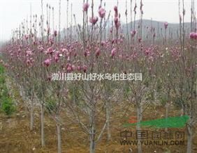 河南低價供應辛夷樹，玉蘭樹，最新辛夷樹苗批發(fā)價格