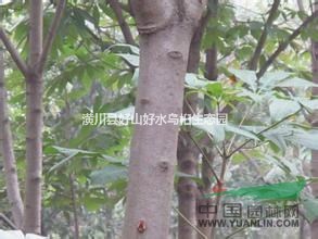 河南七葉樹，河南七葉樹價格，河南七葉樹批發(fā)多少錢