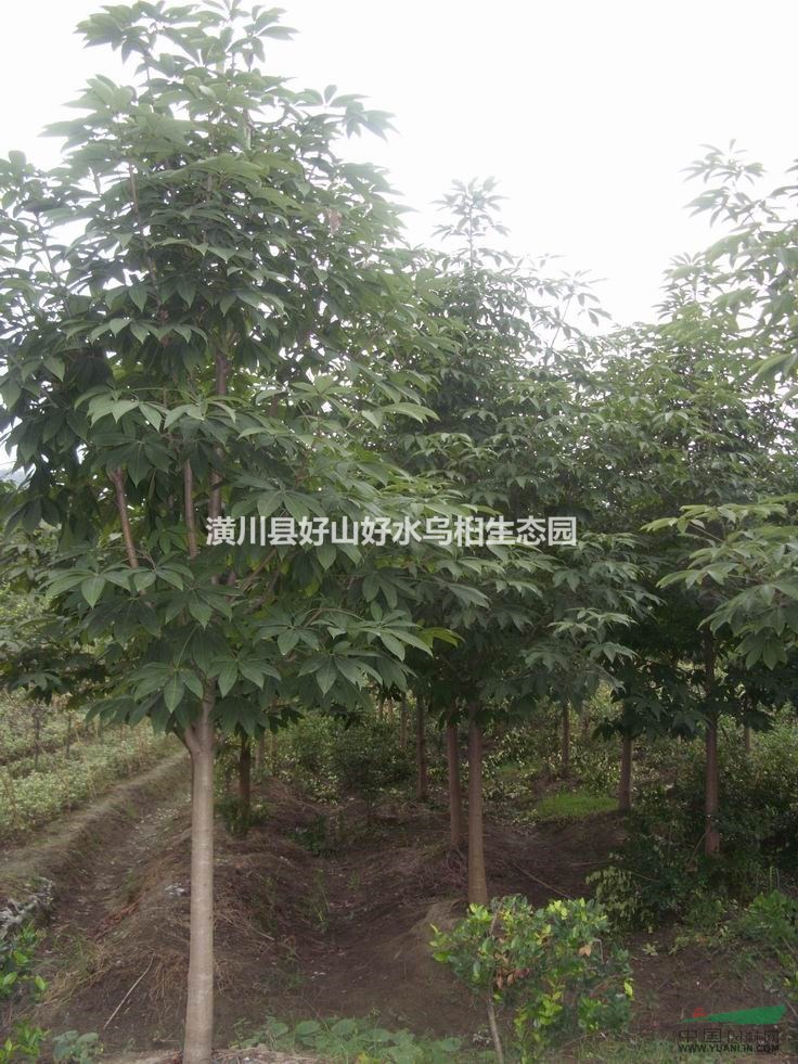 河南七葉樹，河南七葉樹價格，河南七葉樹批發(fā)多少錢