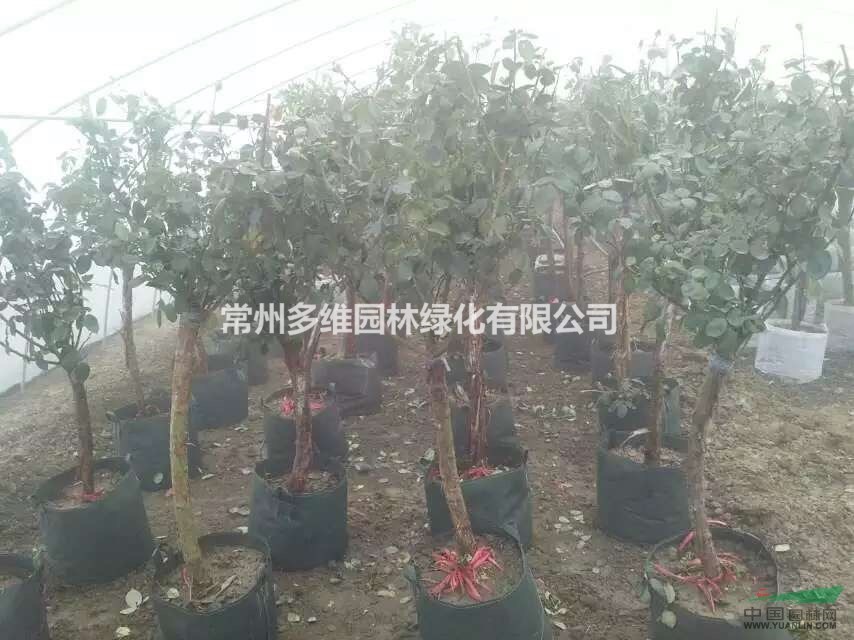 樹(shù)狀月季 高桿月季 