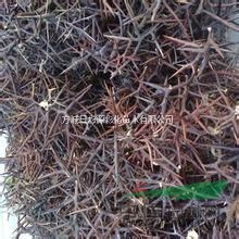 河南南陽出售帶刺皂角苗，皂角刺，皂角種子