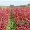 南阳低价供应日本红枫，美国红枫，三季红红枫，赤枫小苗
